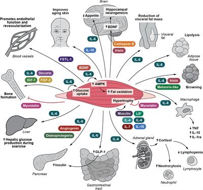 Frontiers | Muscle-Organ Crosstalk: Focus on Immunometabolism